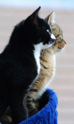 Foto Bicho de estimação pelagem gatinho gato