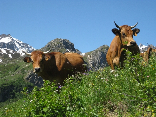 Foto Natura erba montagna escursionismo
