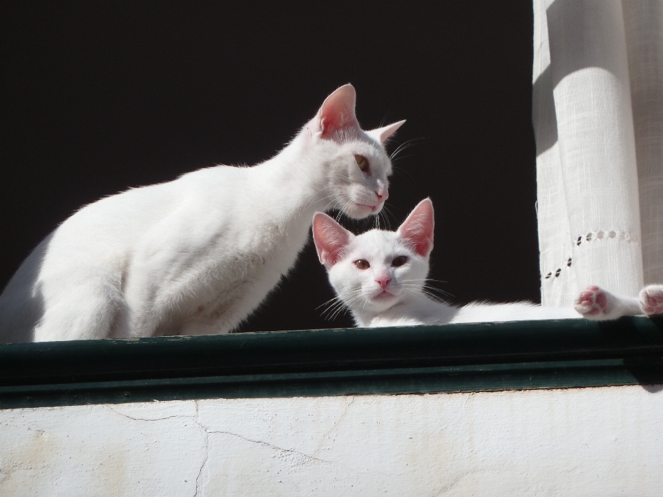 Beyaz pencere kedi yavrusu