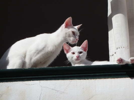 Weiss fenster kätzchen katze Foto