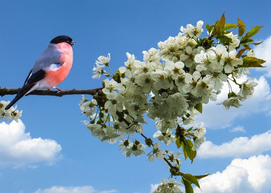 Photo Arbre nature bifurquer fleurir