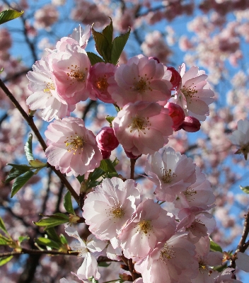 ブランチ 花 植物 フルーツ 写真