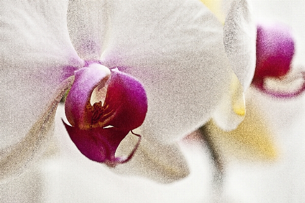 Nature blossom plant white Photo