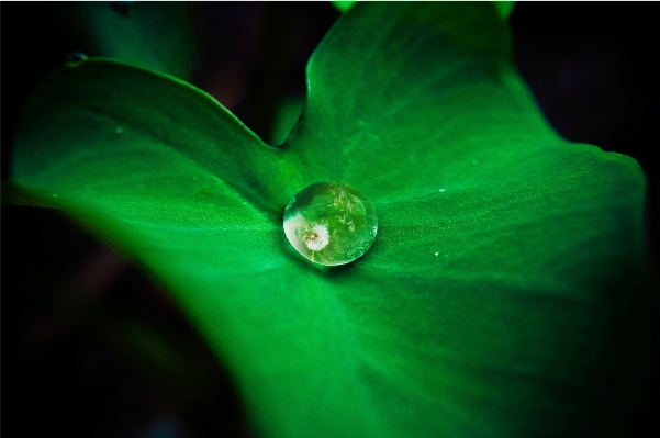 Water droplet drop dew Photo