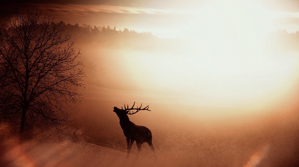 Nature silhouette brouillard lever du soleil