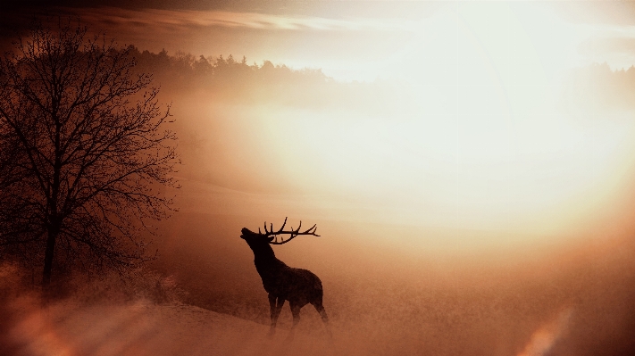 Nature silhouette fog sunrise Photo