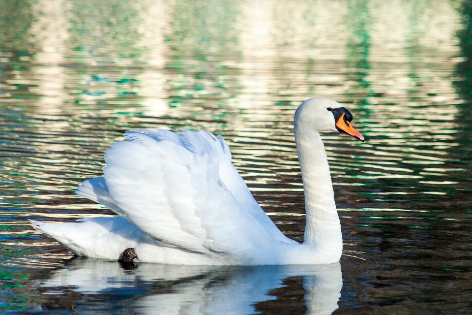 Acqua natura uccello ala