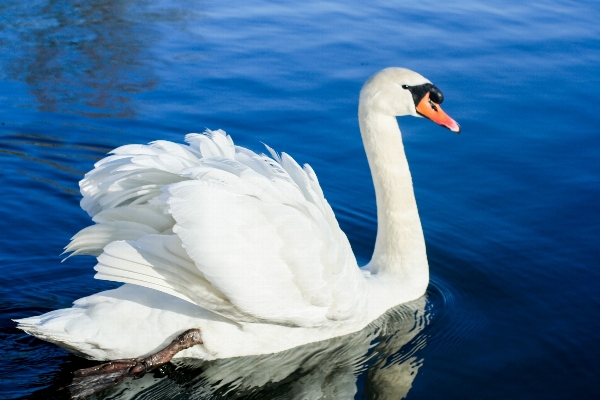 Water nature bird wing Photo