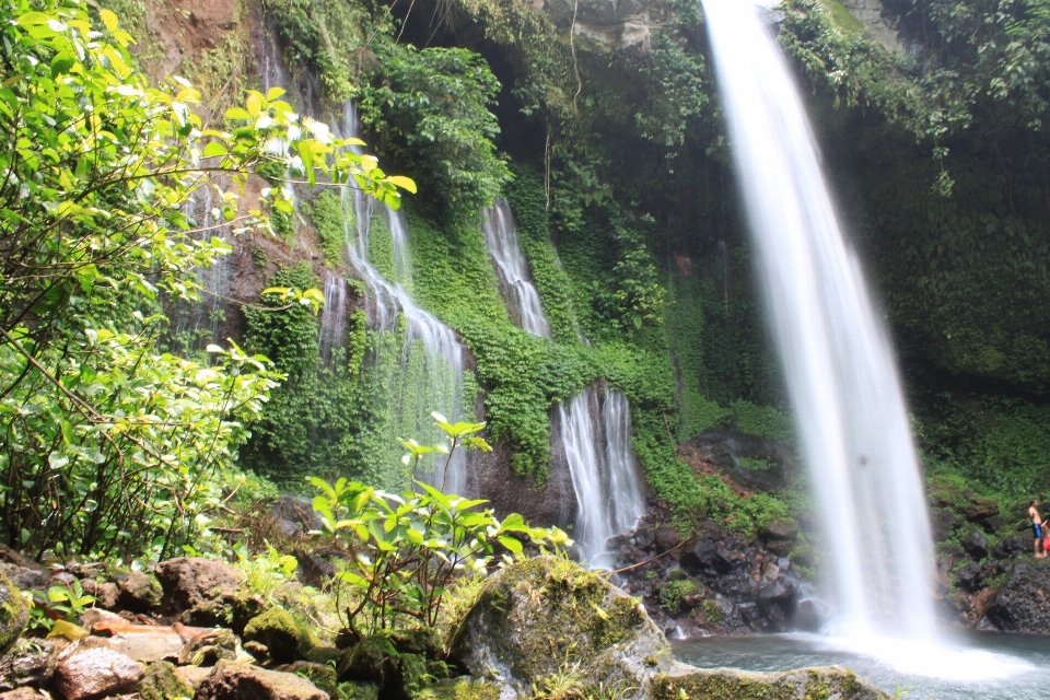 Agua bosque cascada vista