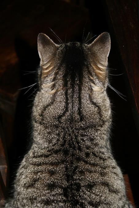 Haustier katze säugetier nahaufnahme
