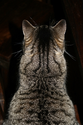 Photo Animal de compagnie chat mammifère fermer
