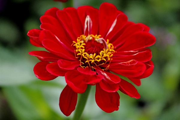 自然 花 植物 花弁 写真