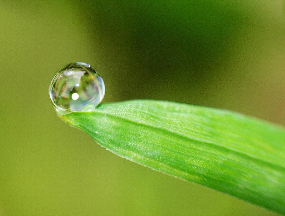 Agua césped gota rocío