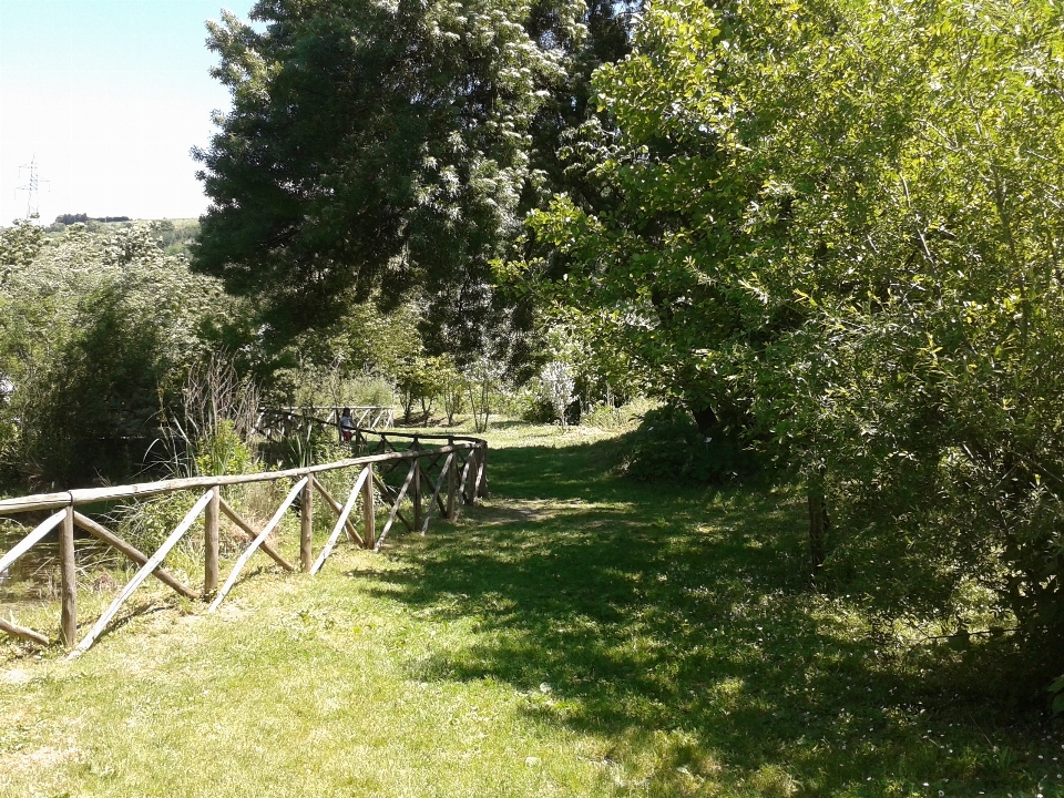 Landschaft baum natur gras