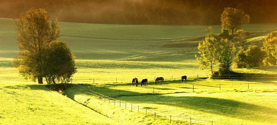 Landscape tree nature field Photo