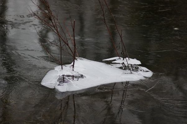 Tree water nature snow Photo