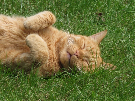 Grass lawn relax kitten Photo