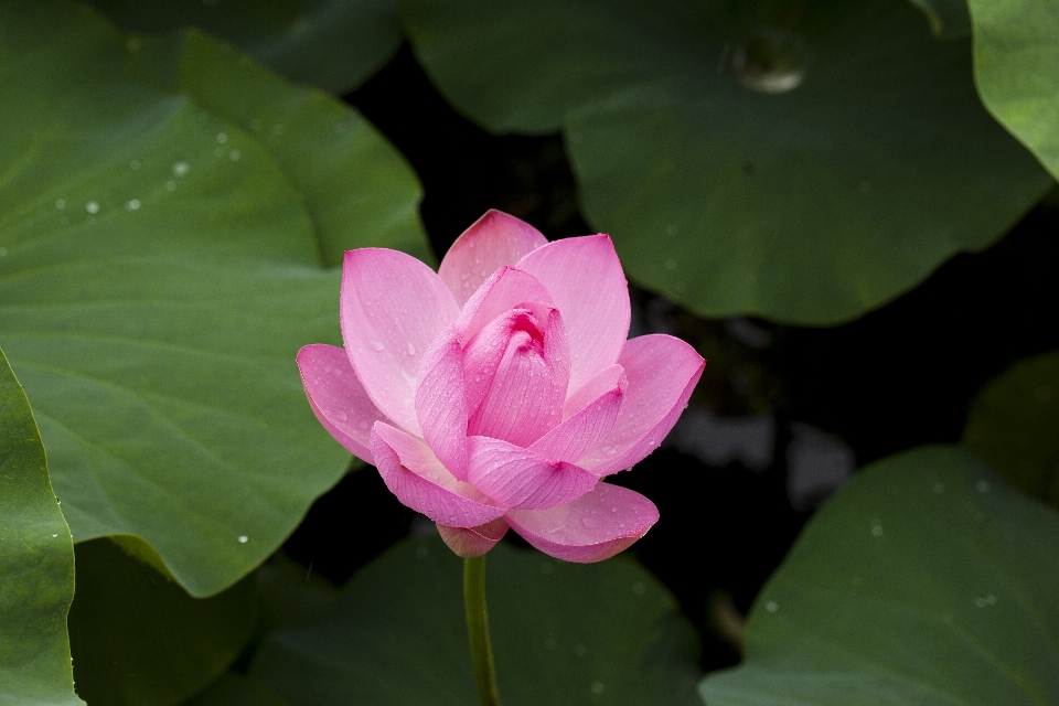 Nature plant leaf flower