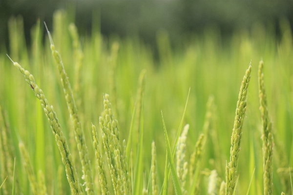 Grass plant field lawn Photo