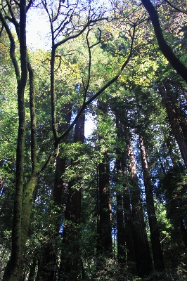 Landscape tree nature forest Photo