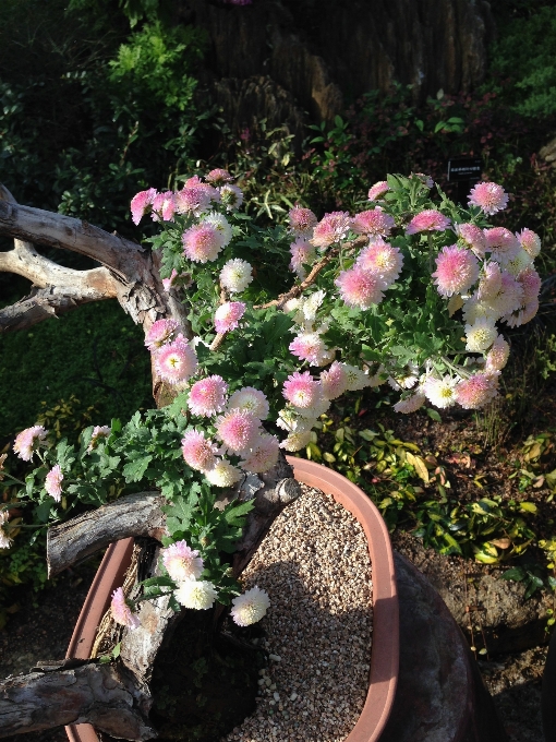 植物 花 后院 植物学