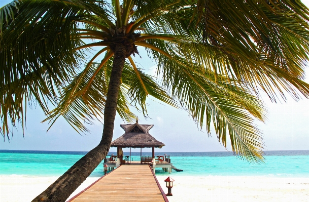 Beach sea tree water Photo