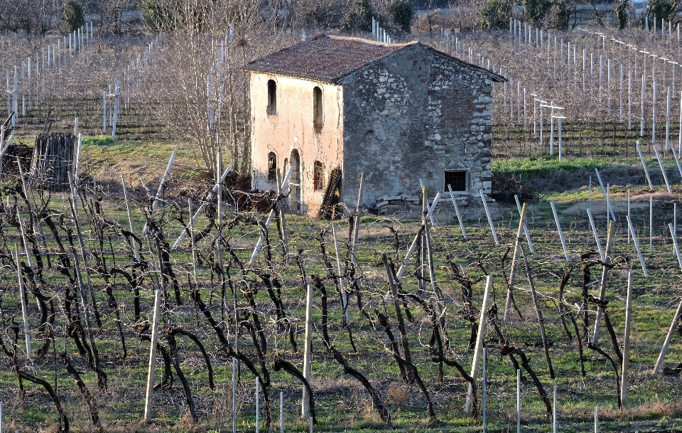 Arbre vignobles champ loger