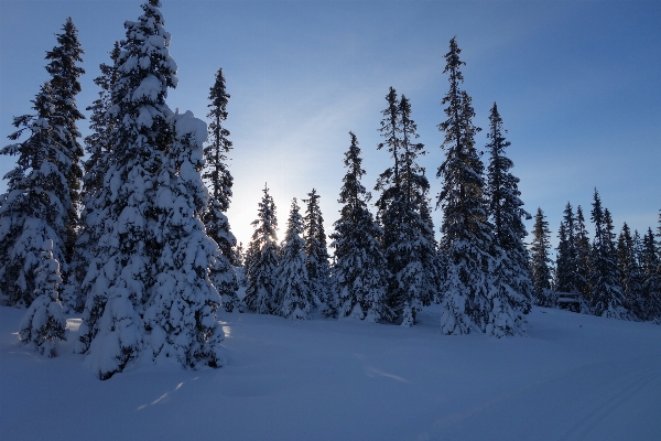 Foto árbol bosque montaña nieve