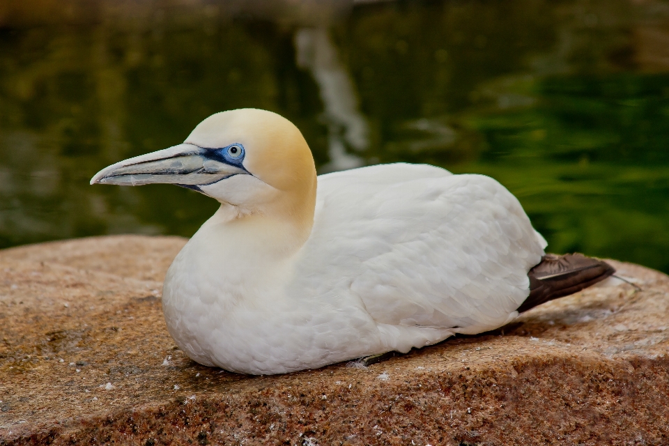 海 海岸 自然 鳥