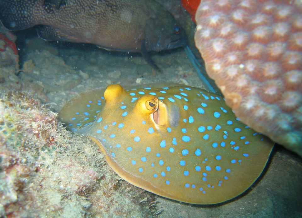 Ocean promień łyżwa podwodny