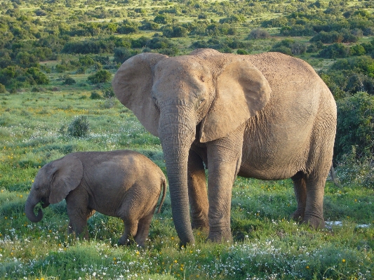 Adventure wildlife wild bush Photo