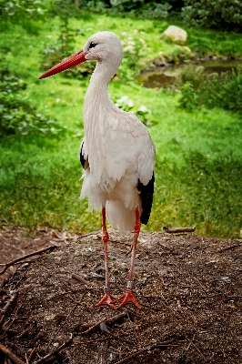 Nature bird white wildlife Photo