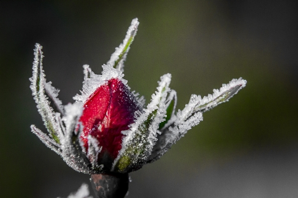 Blossom plant flower petal Photo