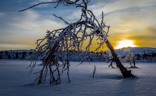 風景 木 水 地平線 写真