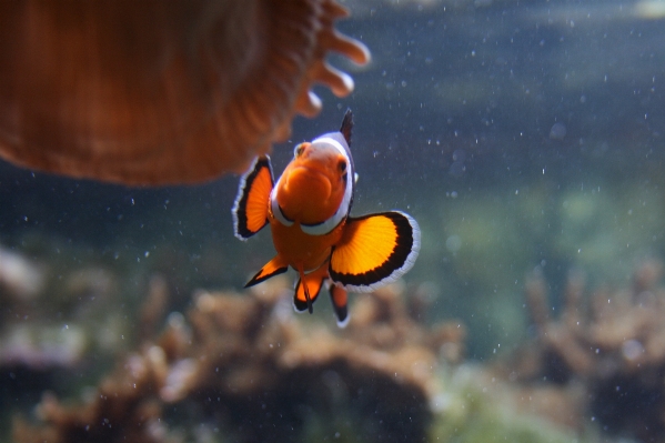 Water animal underwater orange Photo