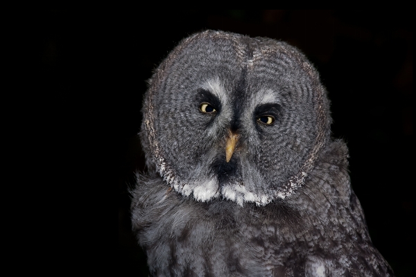 Zdjęcie Natura las ptak noc