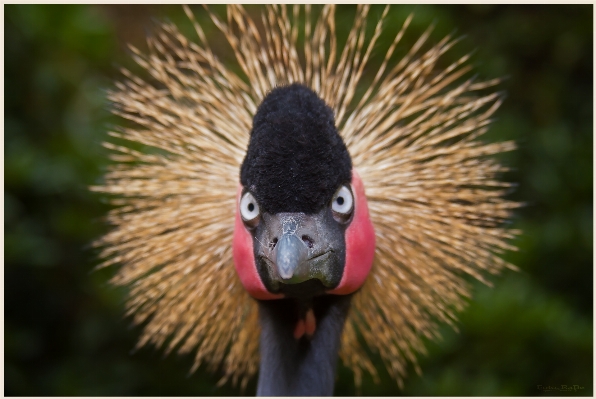 Foto Burung sayap langit terbang