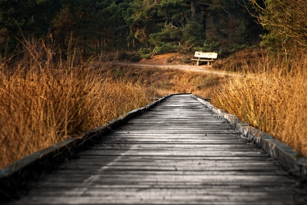 風景 水 自然 森 写真