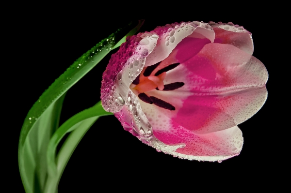 Blossom plant photography flower Photo