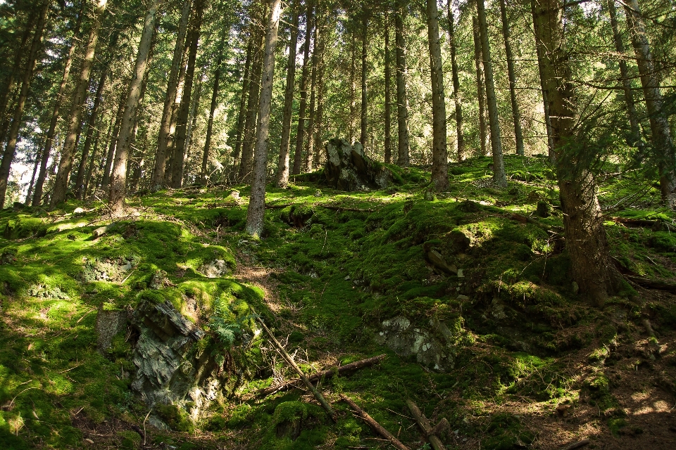 Baum natur wald wildnis
