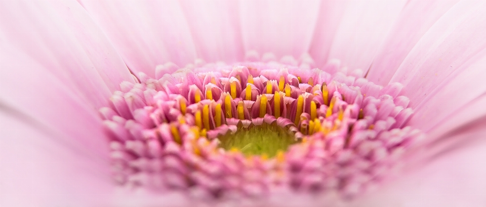 Natureza florescer plantar fotografia