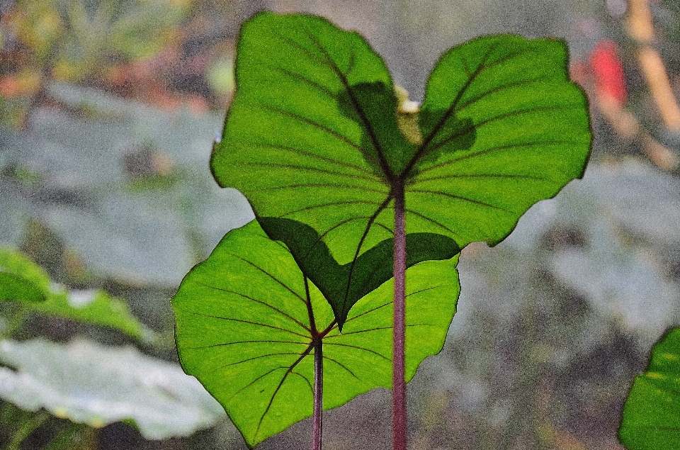 Naturaleza bosque planta hoja