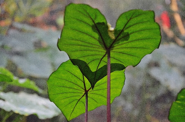 Foto Alam hutan tanaman daun