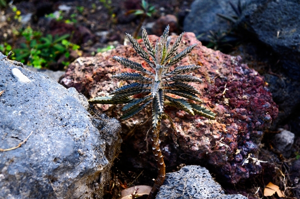 Water nature rock plant Photo