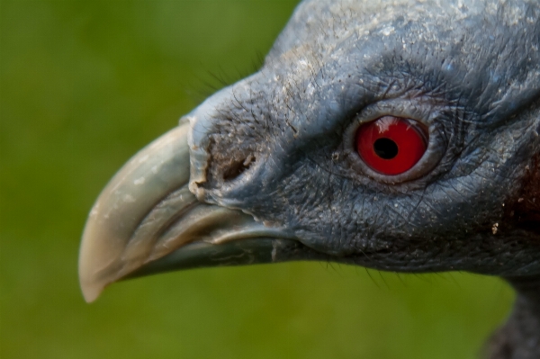 Foto Burung langit satwa margasatwa