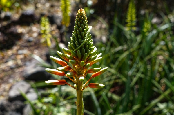 Nature grass plant stem Photo