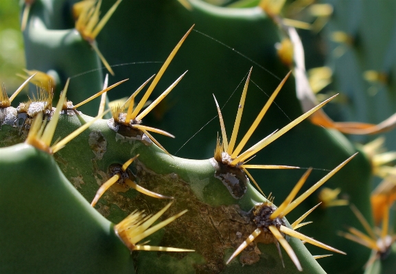 Foto Natureza cacto
 plantar folha