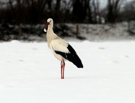 Foto Natureza neve pássaro preto e branco
