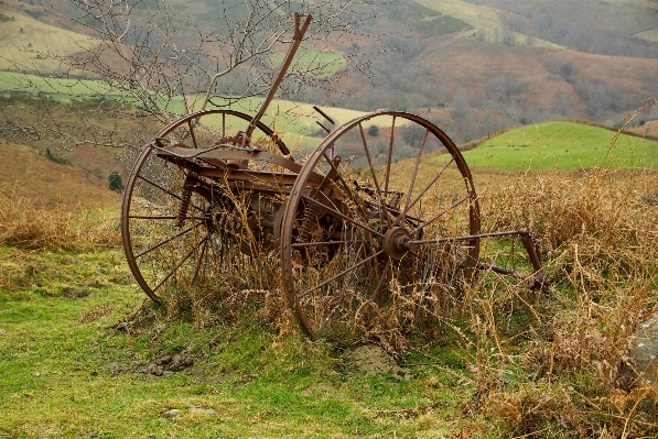 Grass wilderness hay field Photo