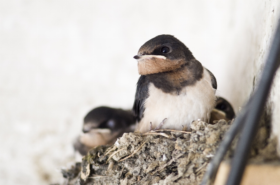 Zweig vogel tierwelt schnabel